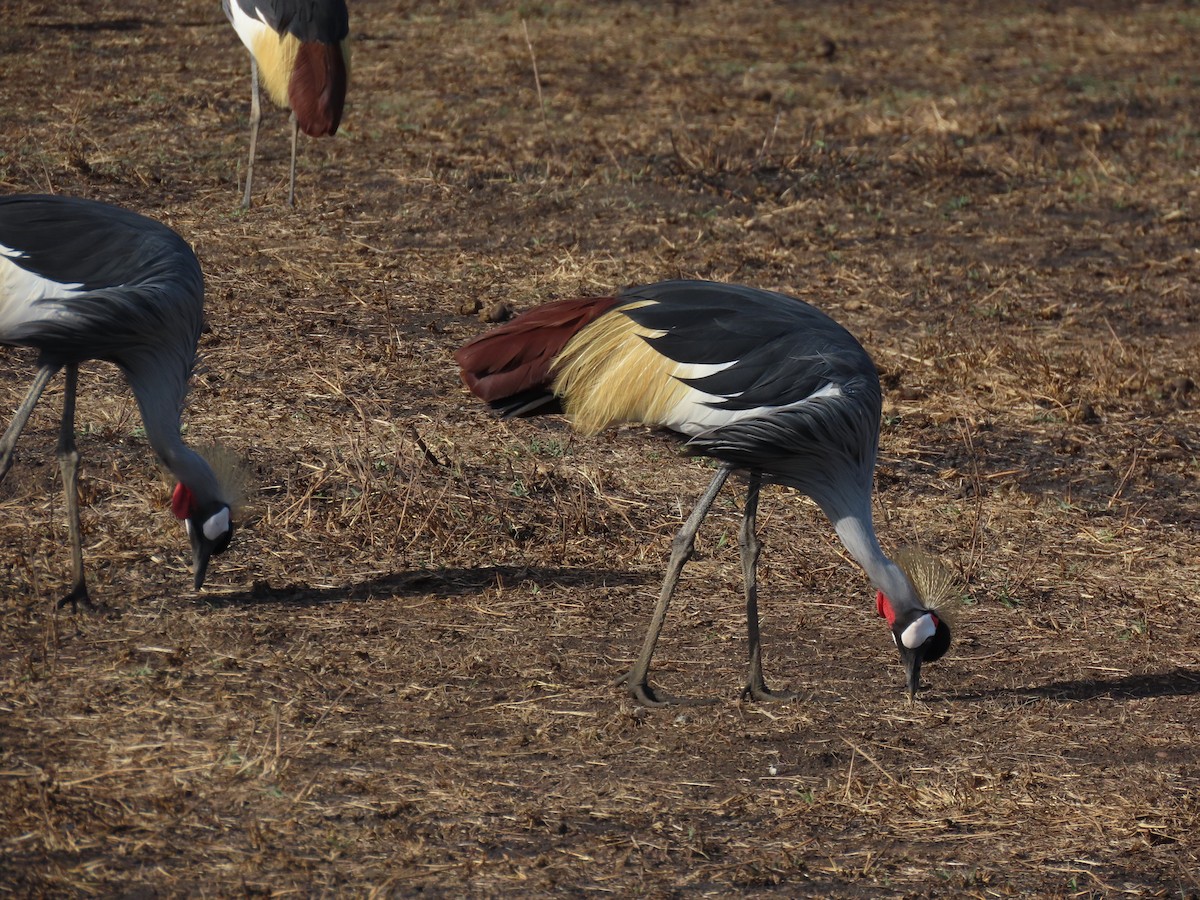 Gray Crowned-Crane - ML647571371