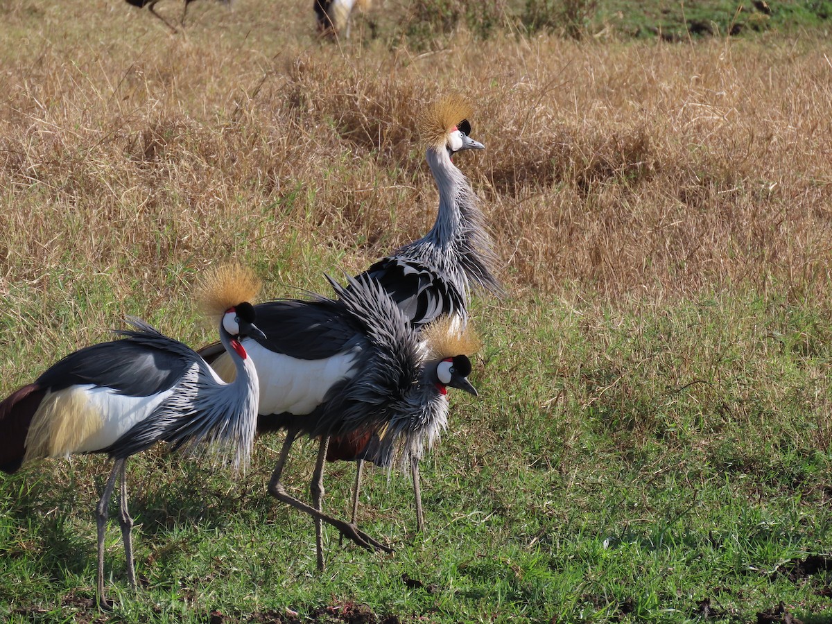 Gray Crowned-Crane - ML647571372