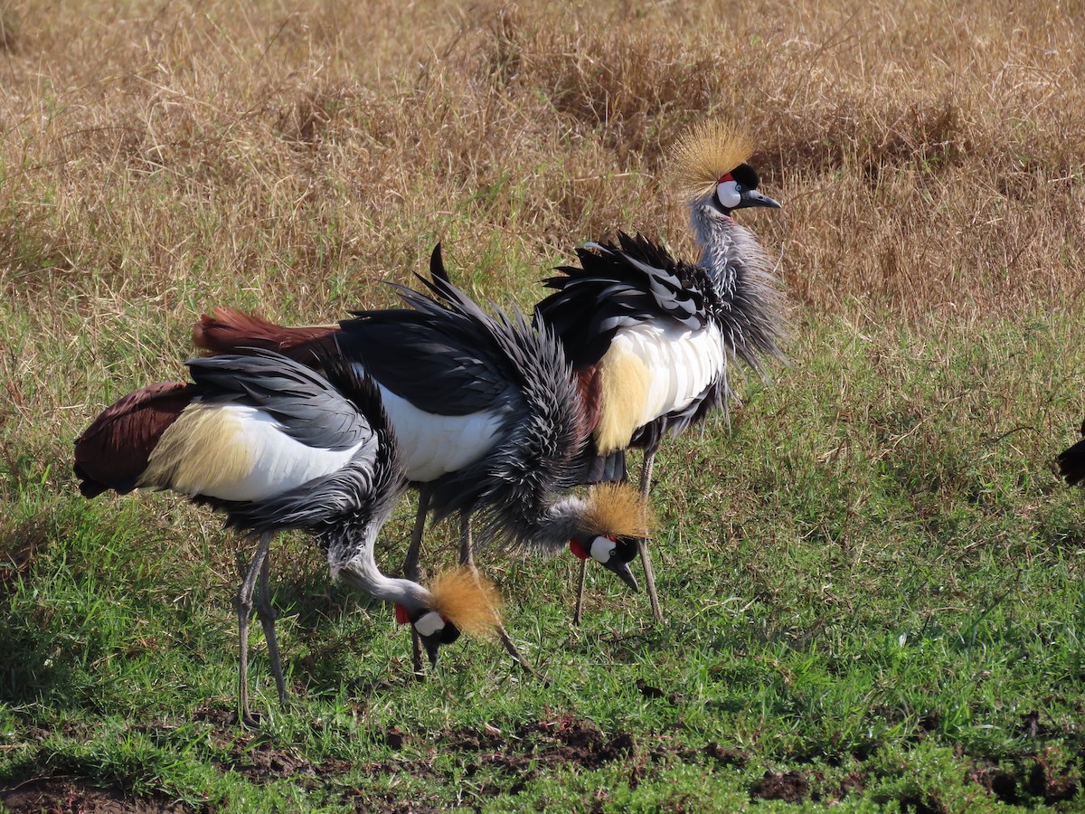 Gray Crowned-Crane - ML647571373