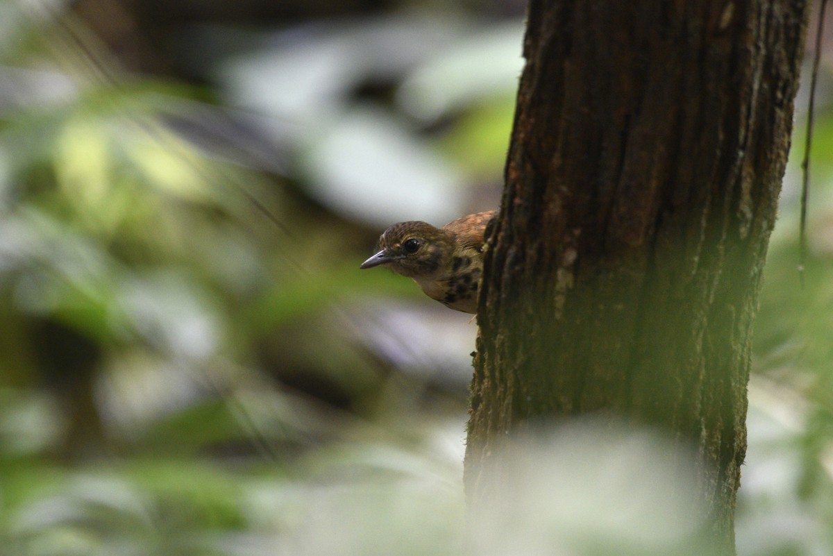 Spotted Antbird - ML647571374