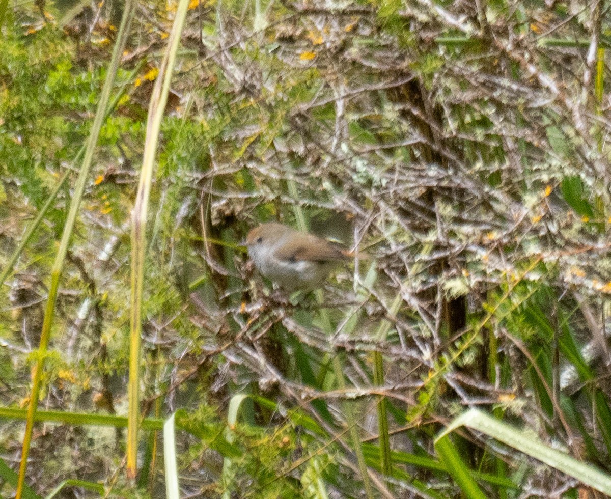 Tasmanian Thornbill - ML647571376
