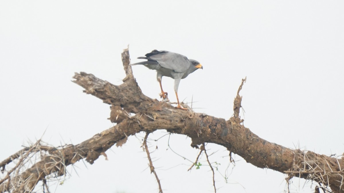 נץ קולני מזרחי - ML647571377