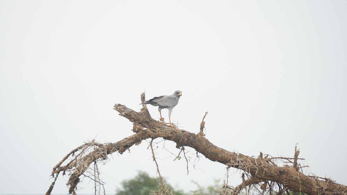 נץ קולני מזרחי - ML647571378