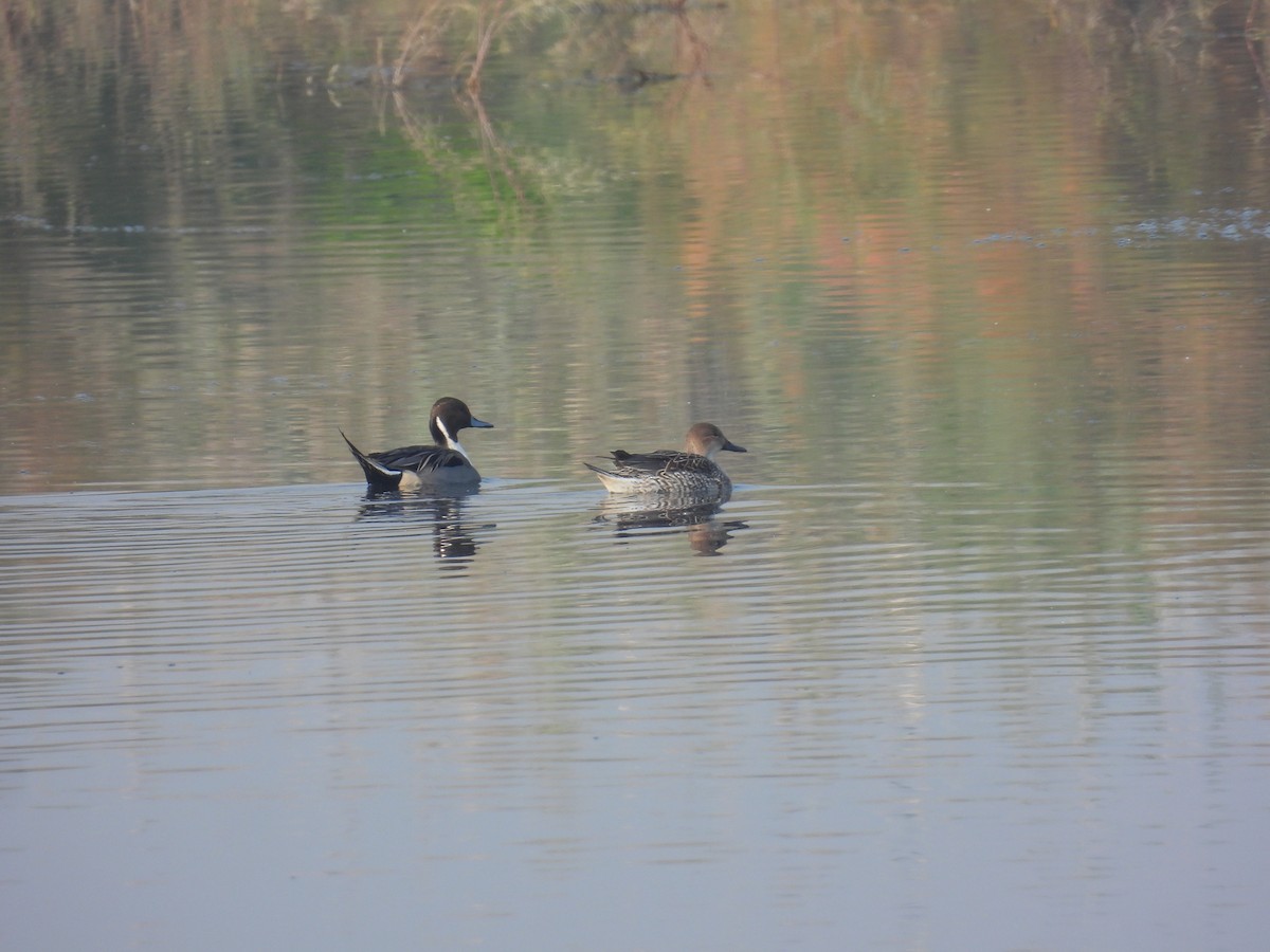 ברווז חד-זנב - ML647571380