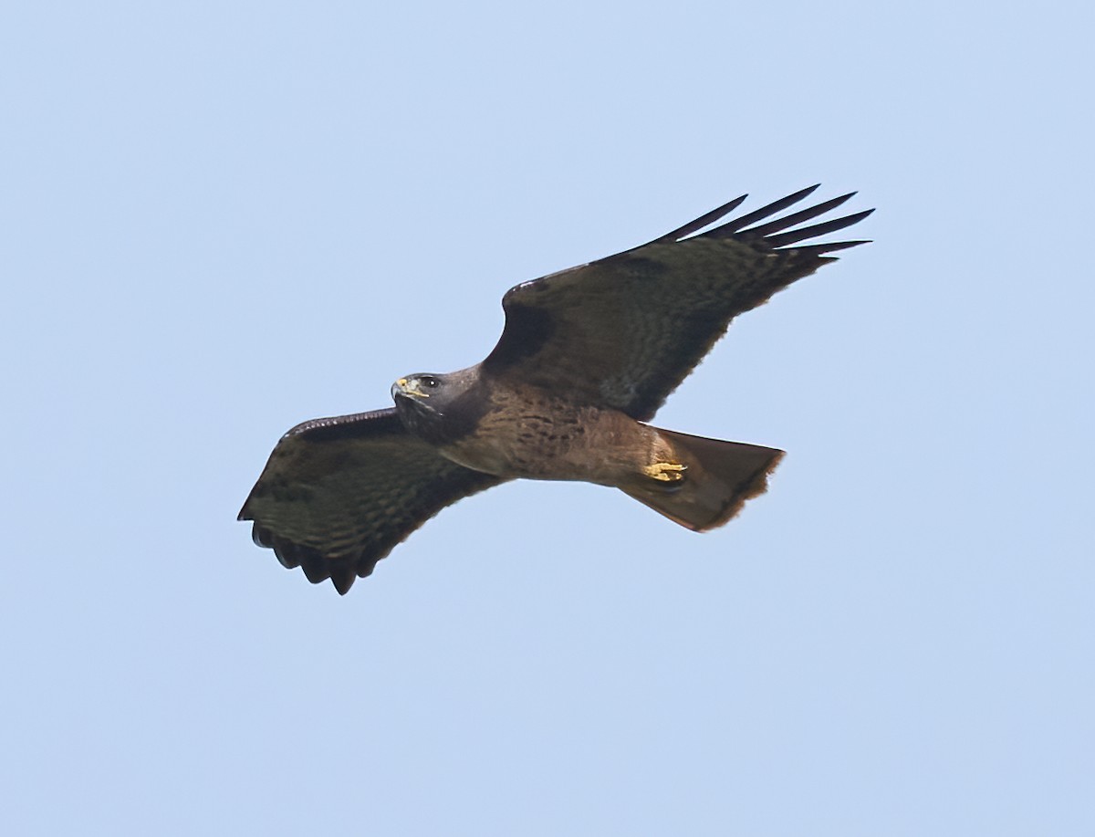 Red-tailed Hawk - ML647571381
