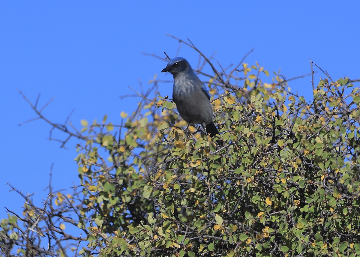 Woodhouse's Scrub-Jay - ML647571382
