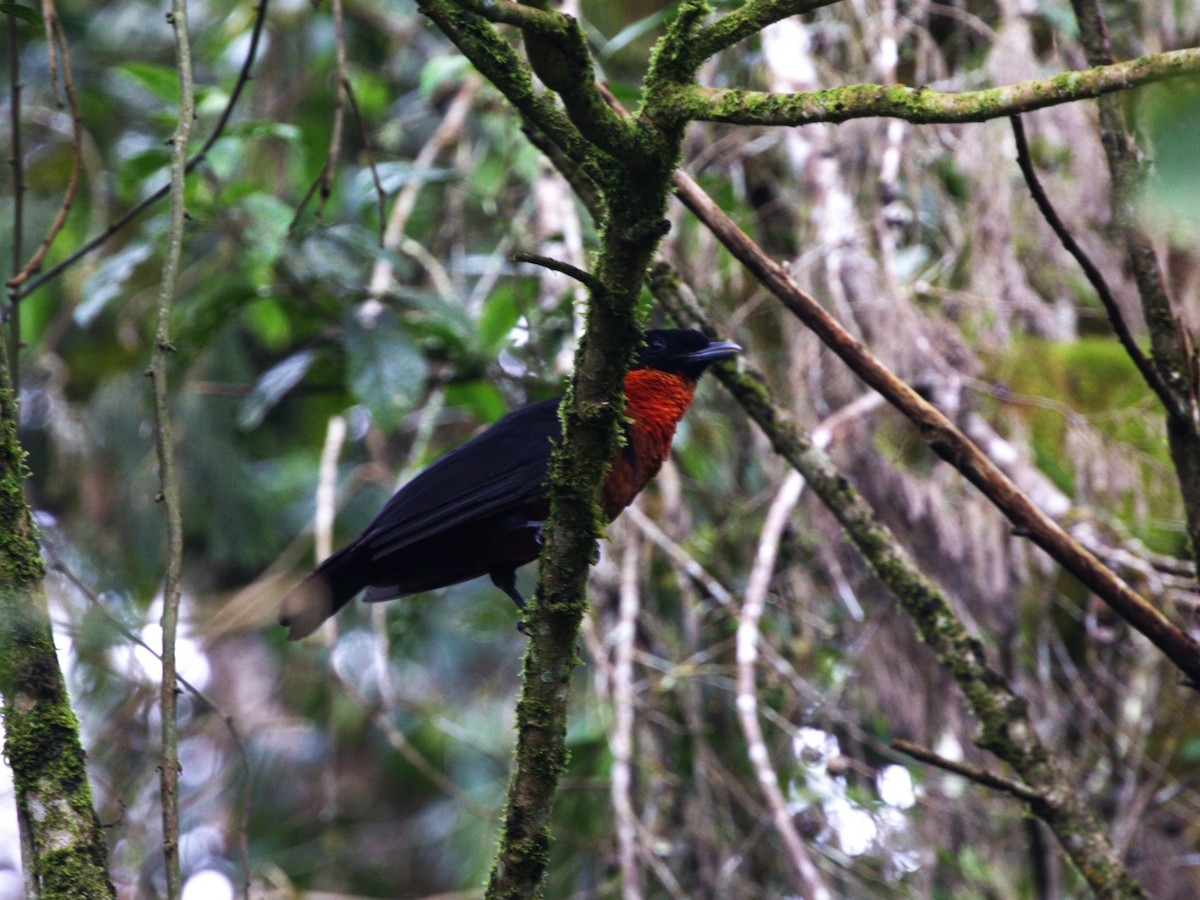 Red-ruffed Fruitcrow - ML647571383