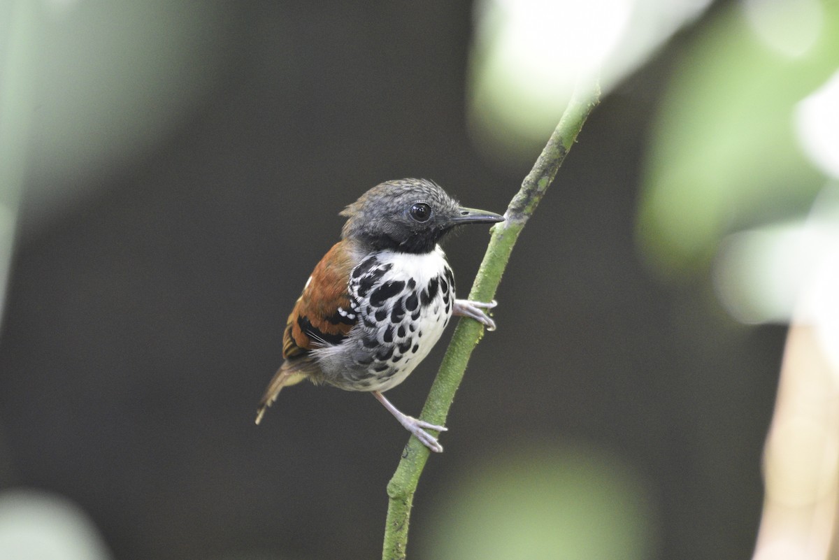 Spotted Antbird - ML647571384