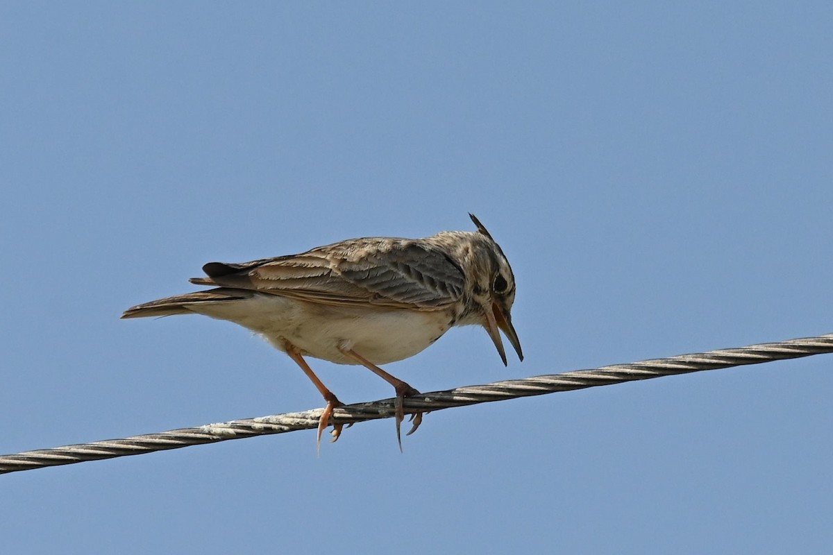עפרוני מצויץ - ML647571385