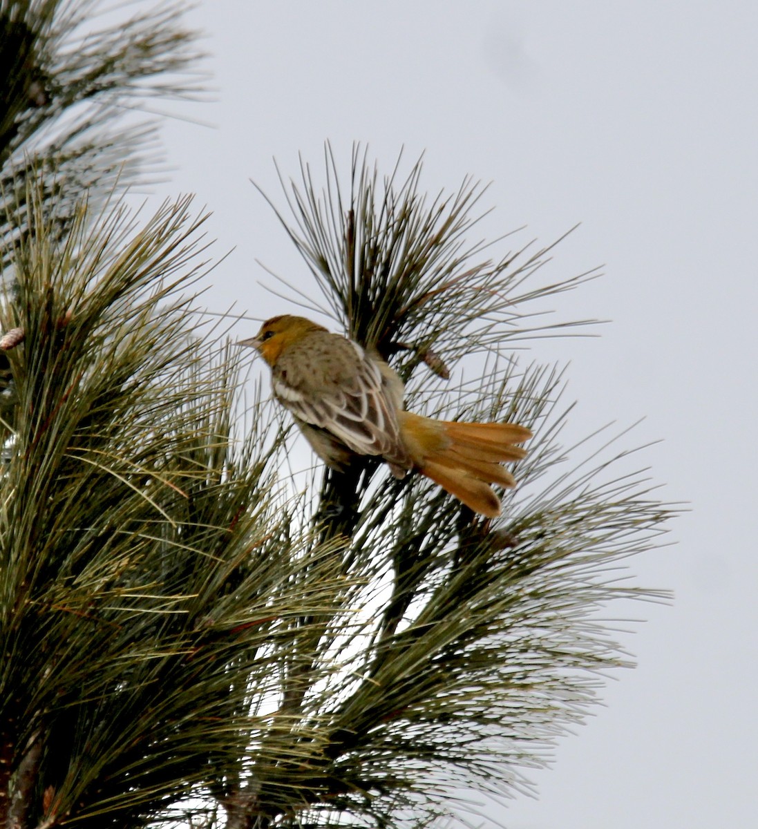 Bullock's Oriole - ML647571386