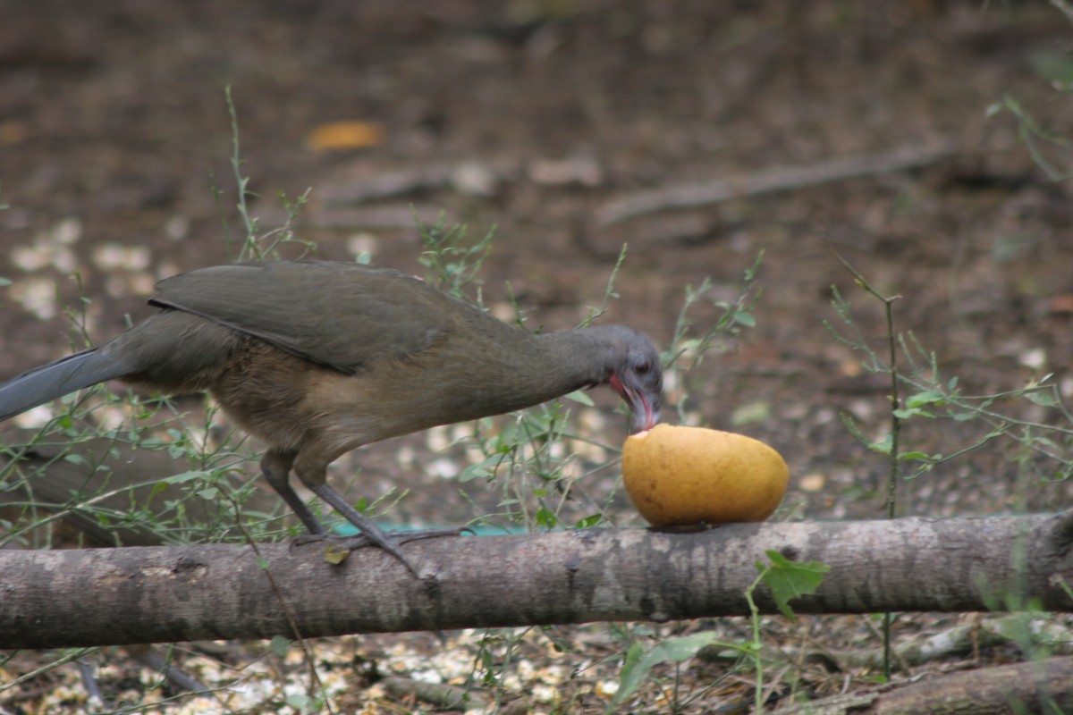 Plain Chachalaca - ML647571387