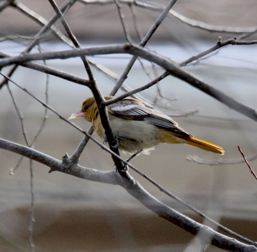 Bullock's Oriole - ML647571388