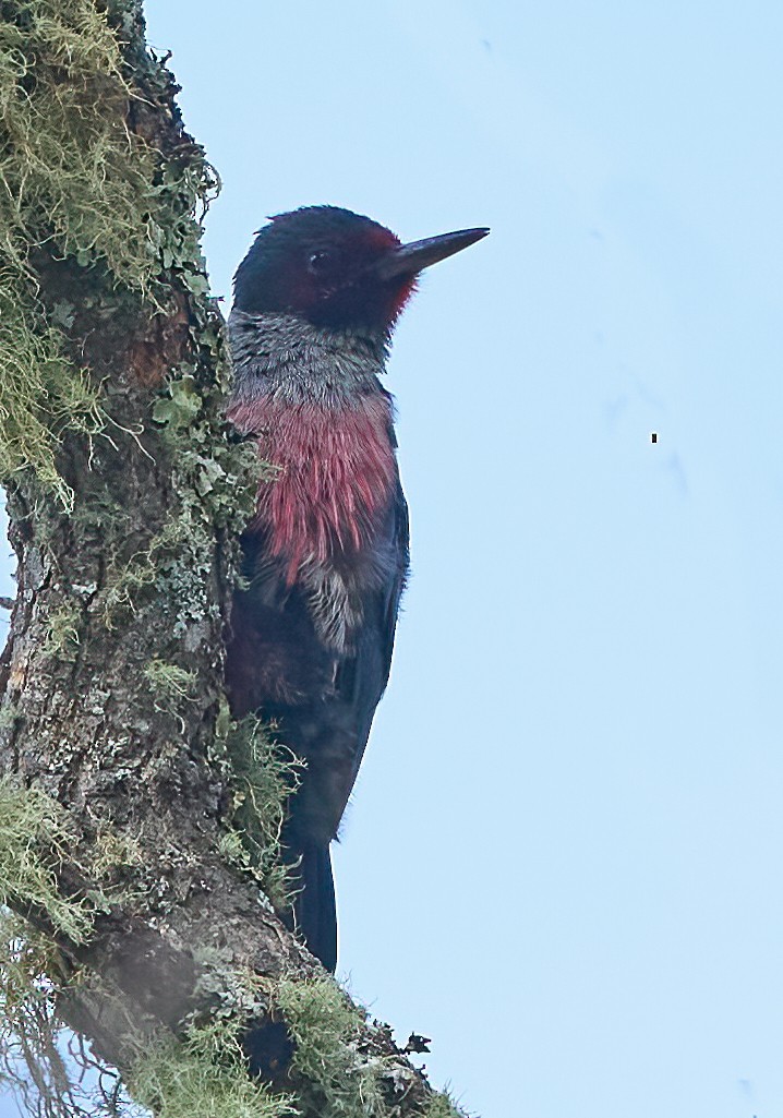 Lewis's Woodpecker - ML647571390