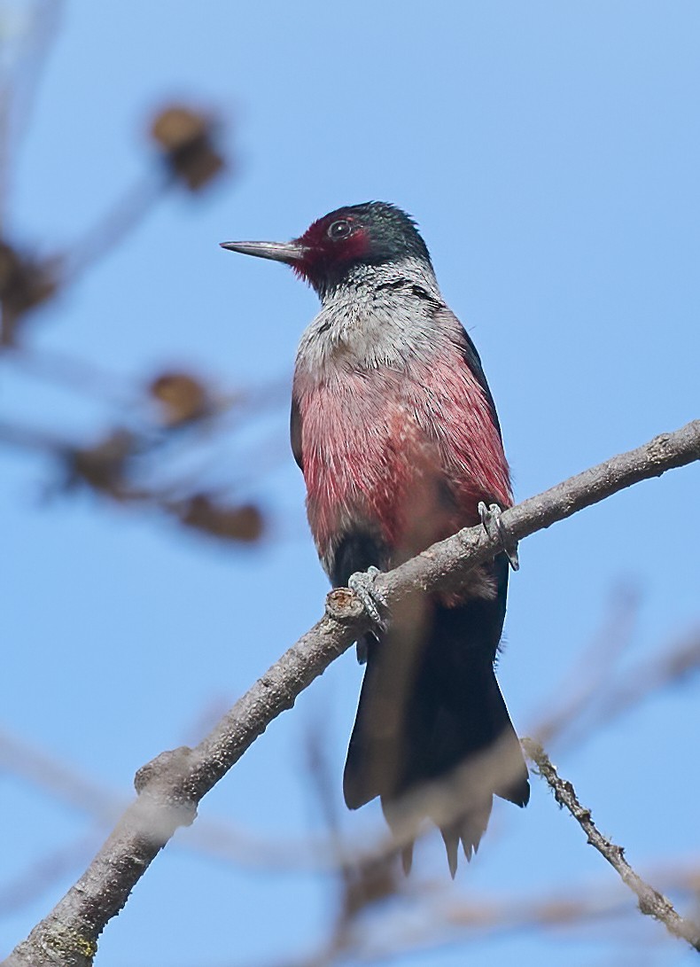 Lewis's Woodpecker - ML647571391