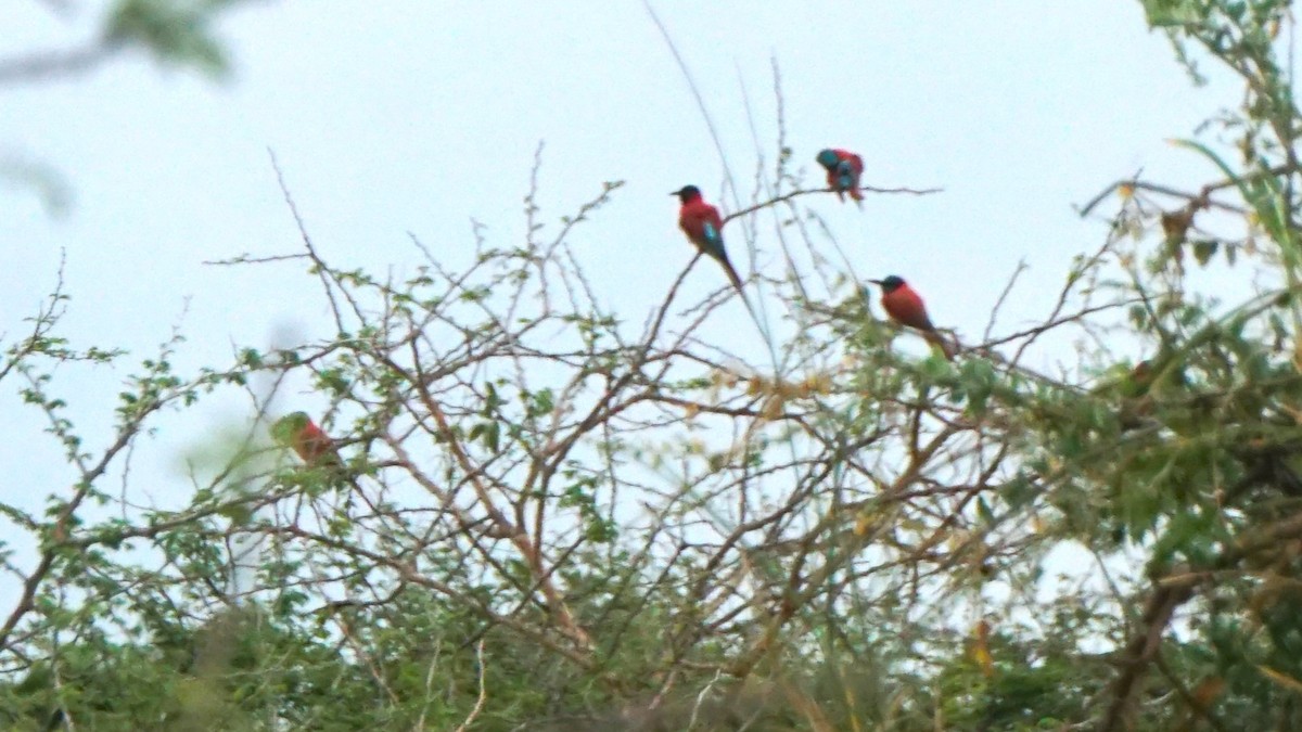 שרקרק ורוד - ML647571437