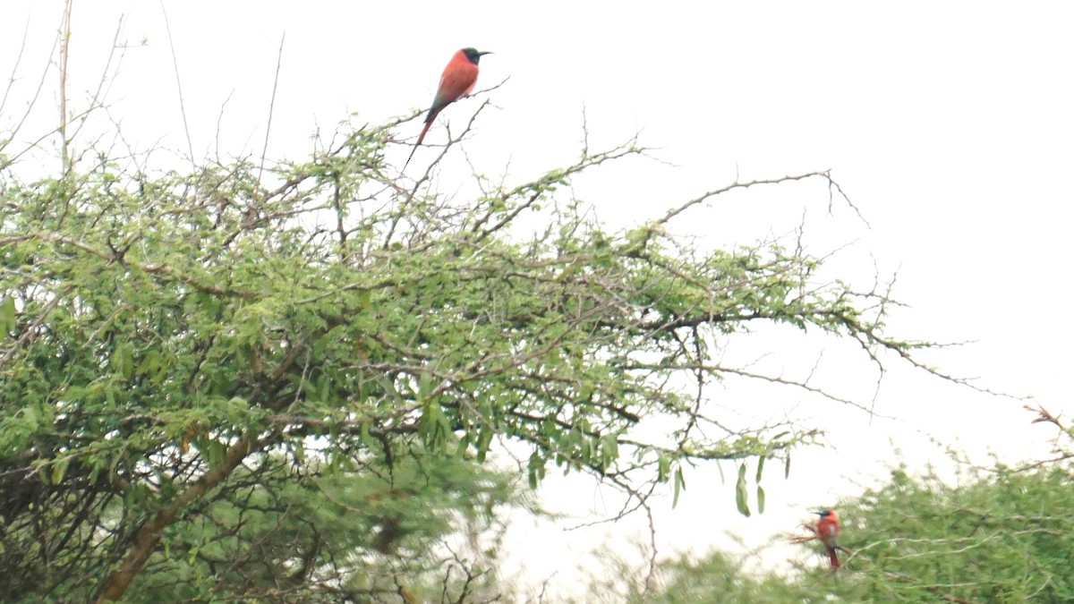 שרקרק ורוד - ML647571438