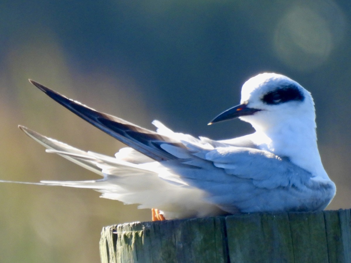 Forster's Tern - ML647571452