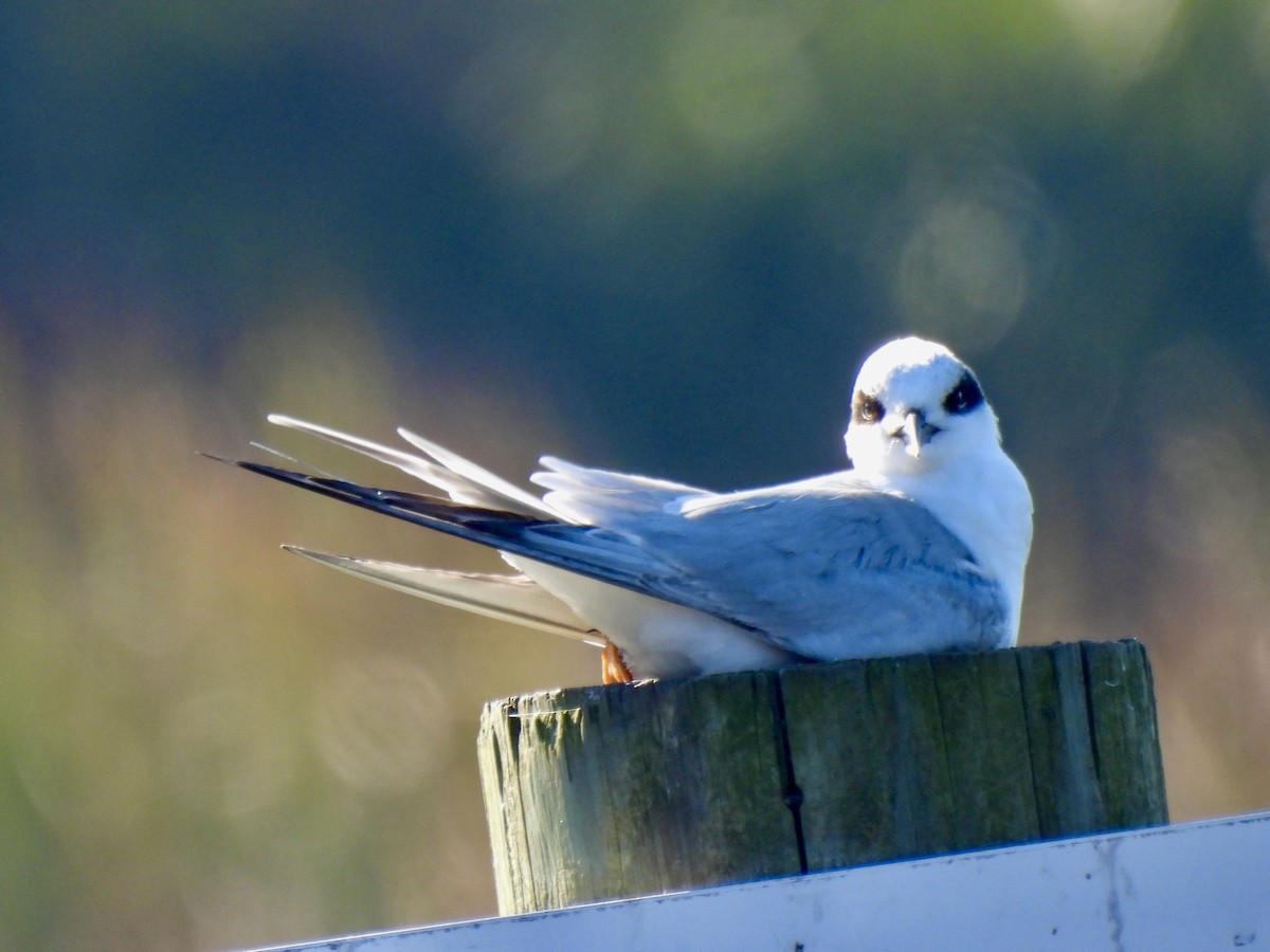 Forster's Tern - ML647571454