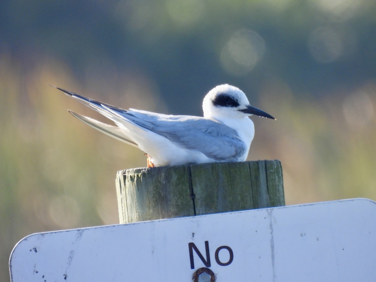 Forster's Tern - ML647571455