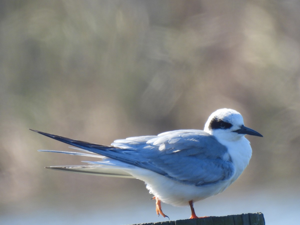 Forster's Tern - ML647571458