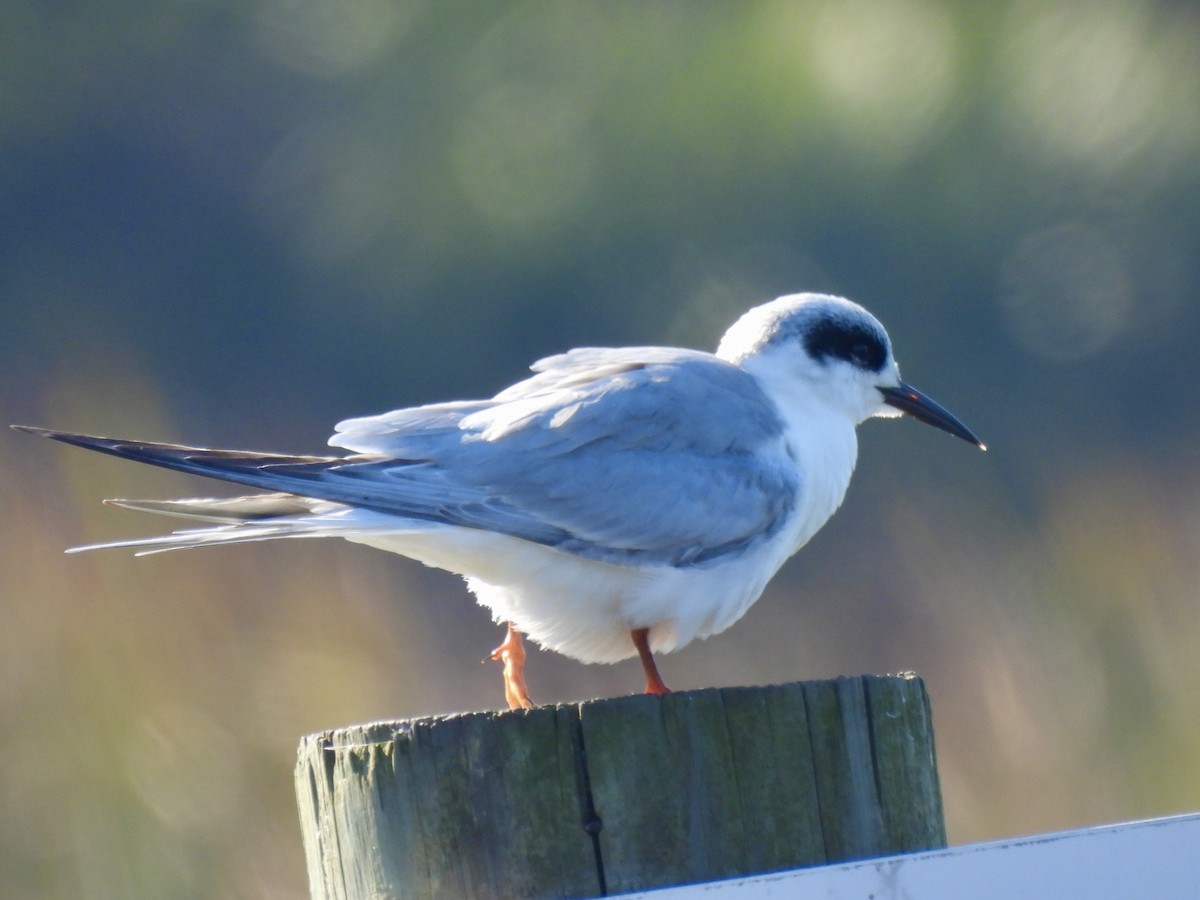 Forster's Tern - ML647571459