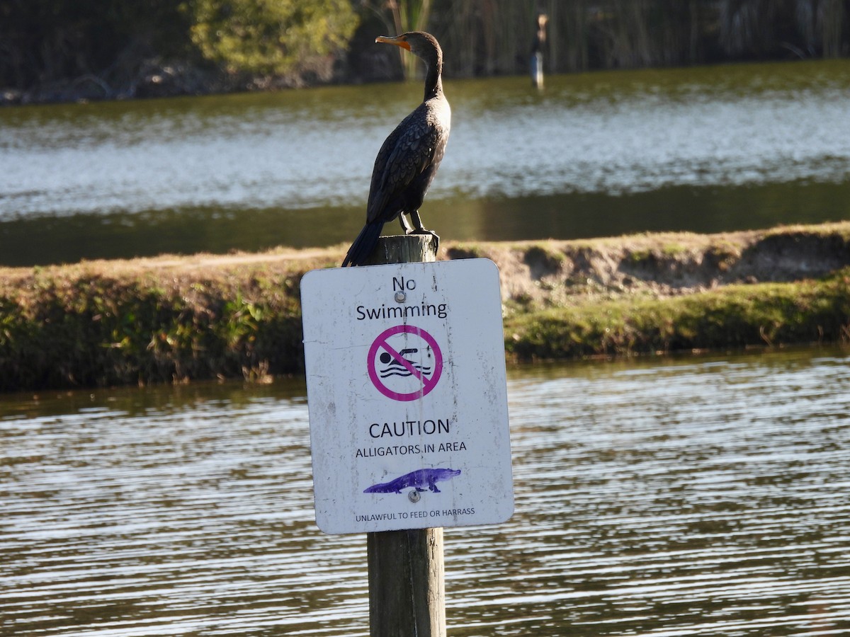 Double-crested Cormorant - ML647571476