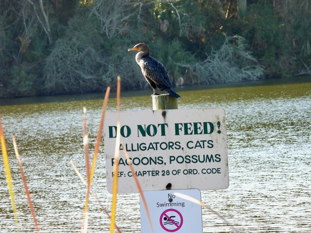 Double-crested Cormorant - ML647571477