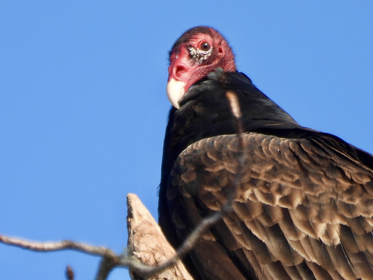 Turkey Vulture - ML647571513