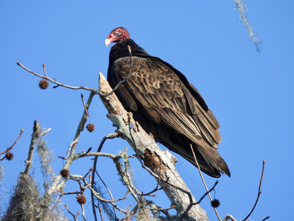 Turkey Vulture - ML647571514