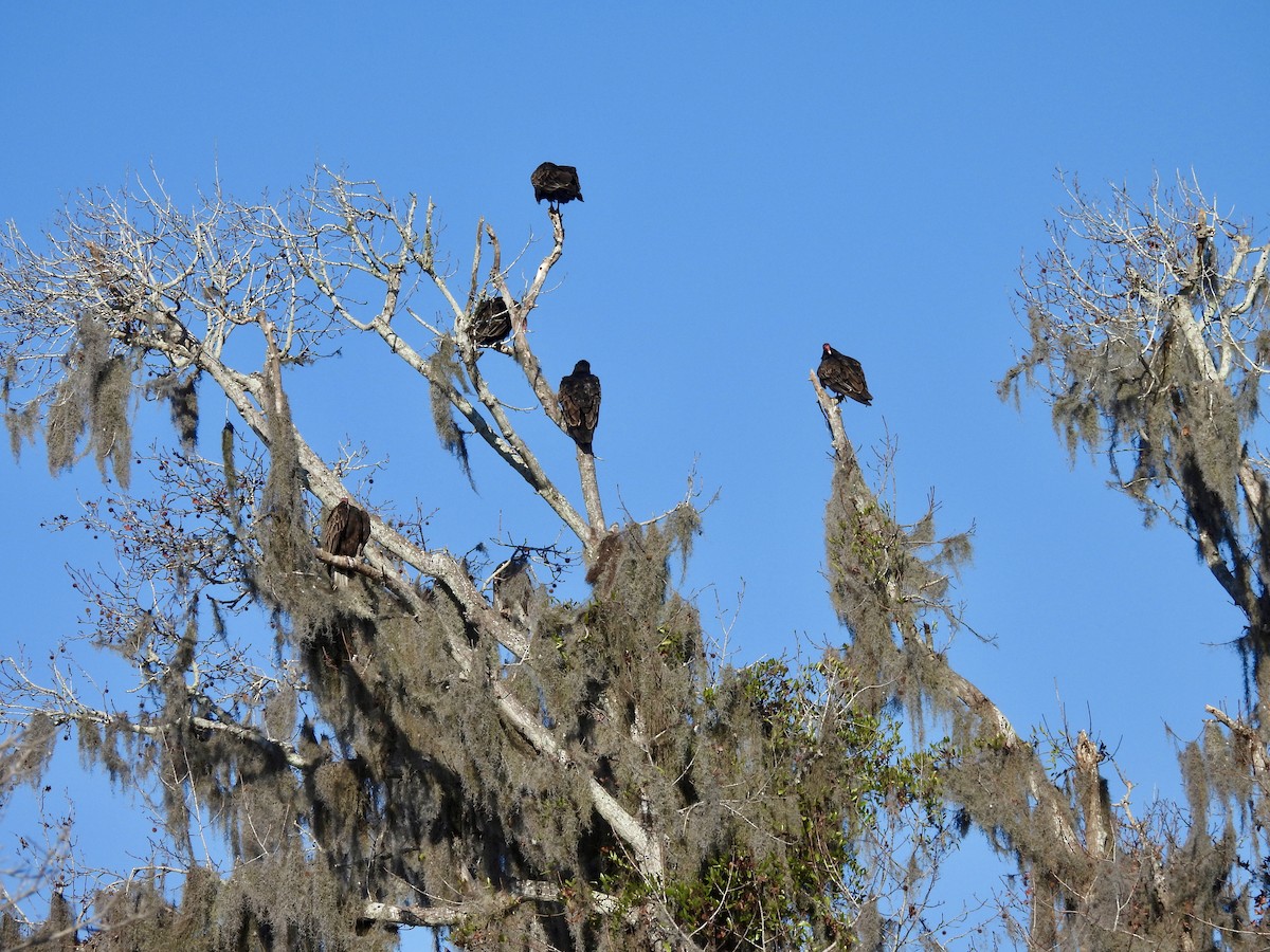 Turkey Vulture - ML647571515