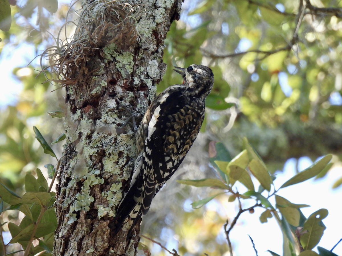 Yellow-bellied Sapsucker - ML647571523