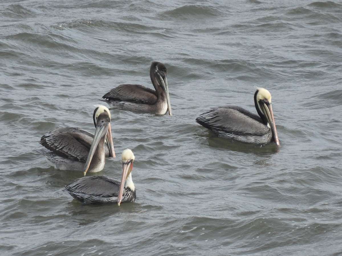 Pélican brun - ML647571526