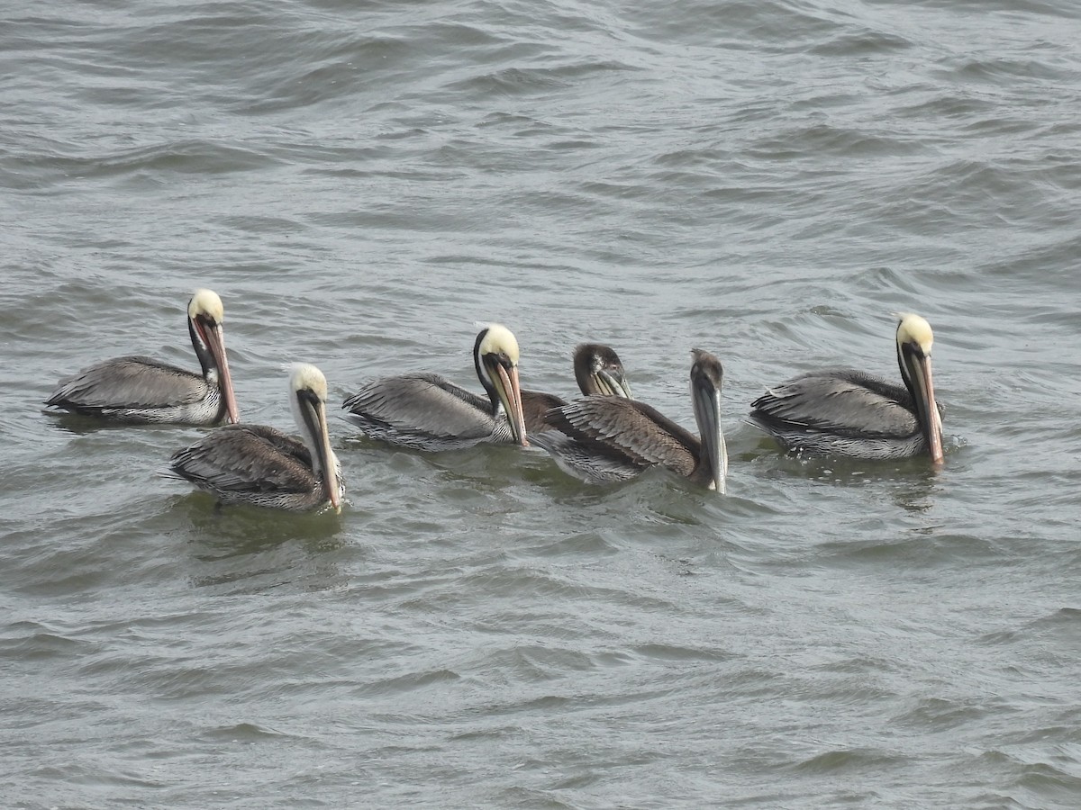 Pélican brun - ML647571527