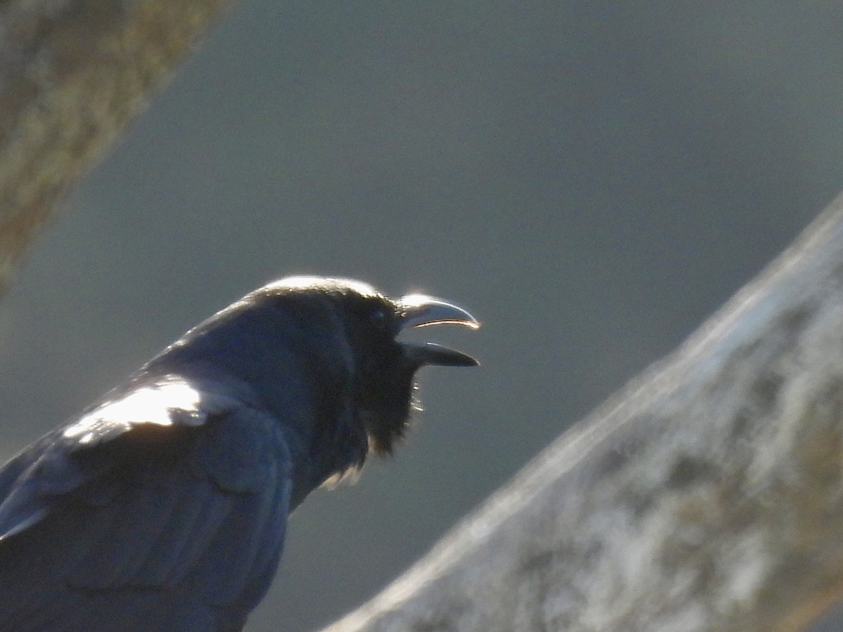 Fish Crow - ML647571540
