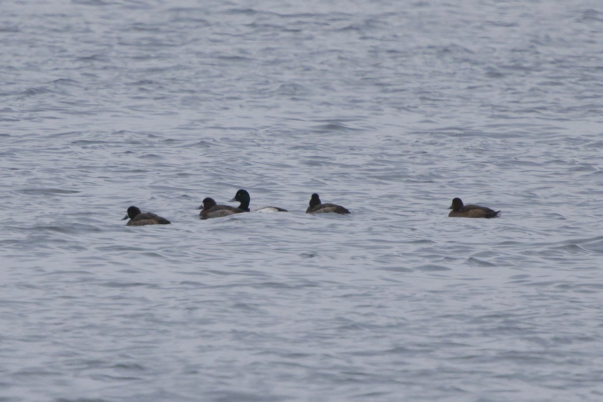 Морская чернеть - ML647571542