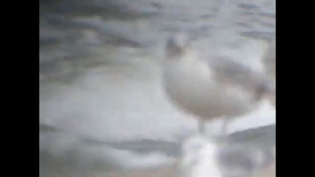 שחף אטלנטי - ML647571550