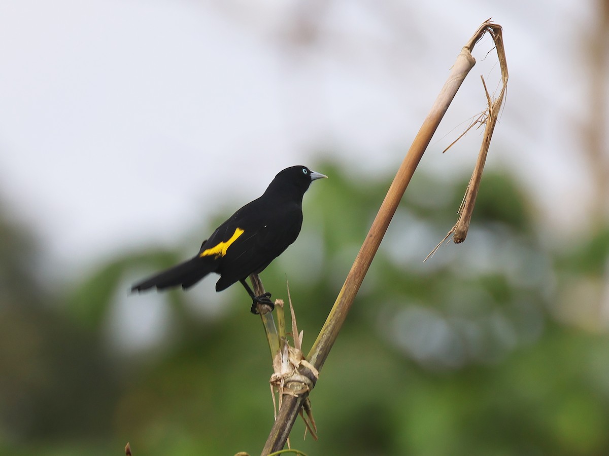 Selva Cacique - ML647571558