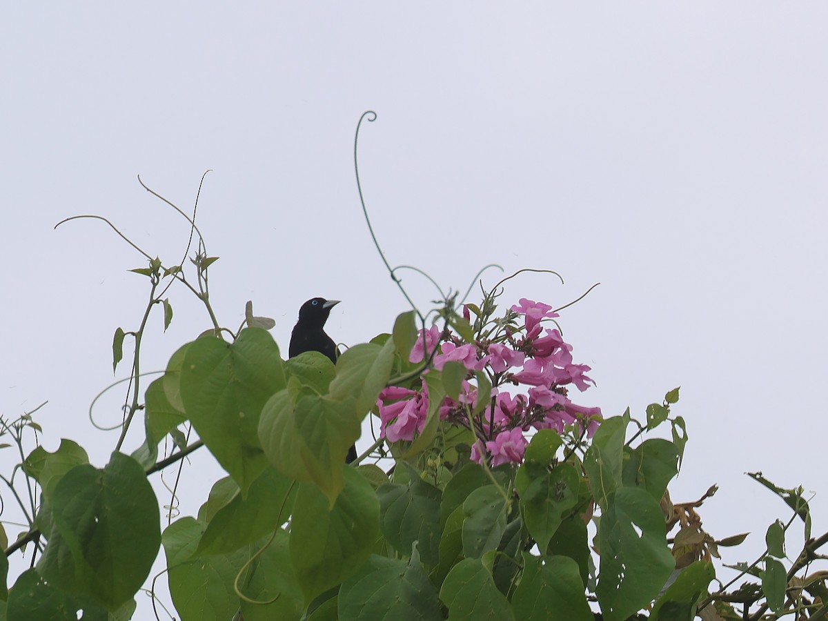 Selva Cacique - ML647571559