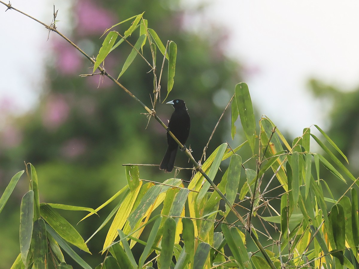 Selva Cacique - ML647571560