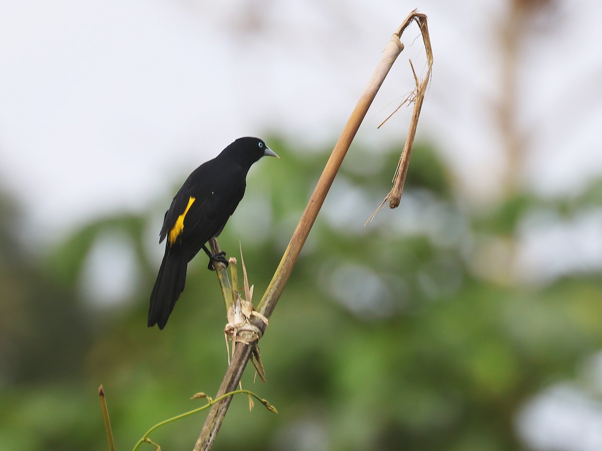 Selva Cacique - ML647571561