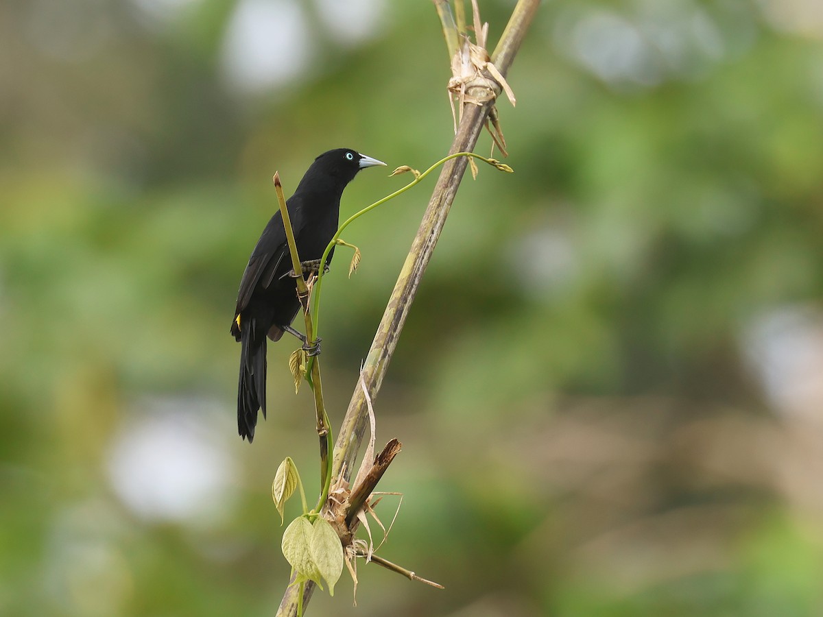 Selva Cacique - ML647571562