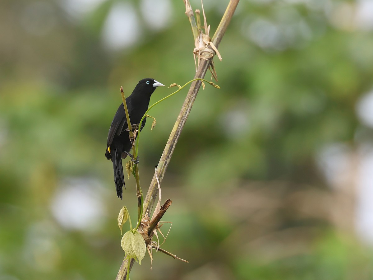 Selva Cacique - ML647571563