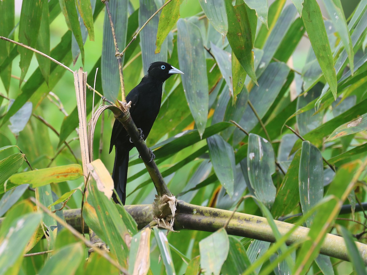 Selva Cacique - ML647571564