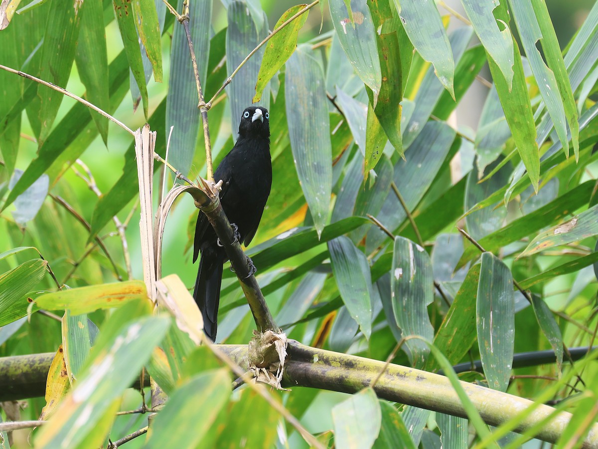 Selva Cacique - ML647571565