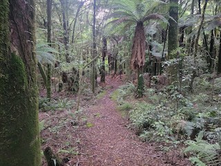 Pureora Forest Park--Waipapa Loop Walk, Otorohanga District, Waikato ...