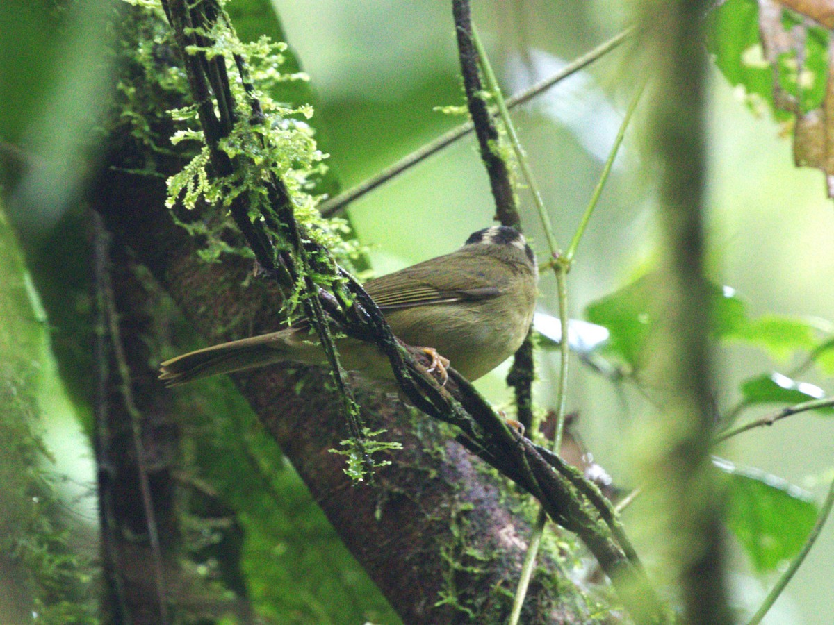 ミスジアメリカムシクイ（daedalus） - ML647571602