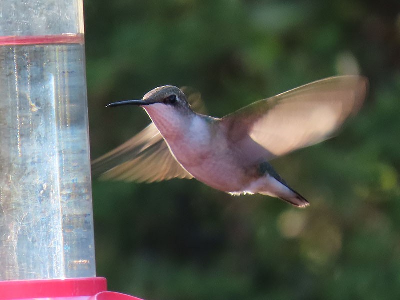 Колібрі рубіновогорлий - ML647571611