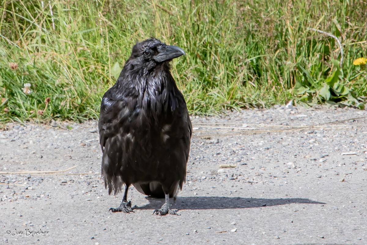עורב שחור - ML647571619