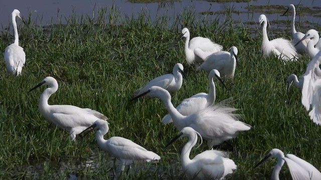 Koartzatxo txikia - ML647571620