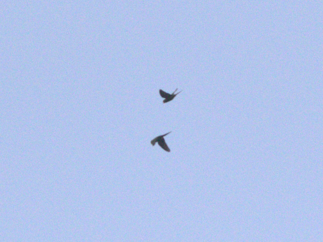 Scarlet-fronted Parakeet - ML647571621